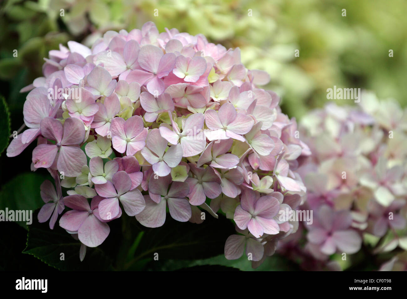 Pink Hydrangea (Hortensia) flowers in the gardens at Vergelegen Wine Farm in Somerset West, Cape