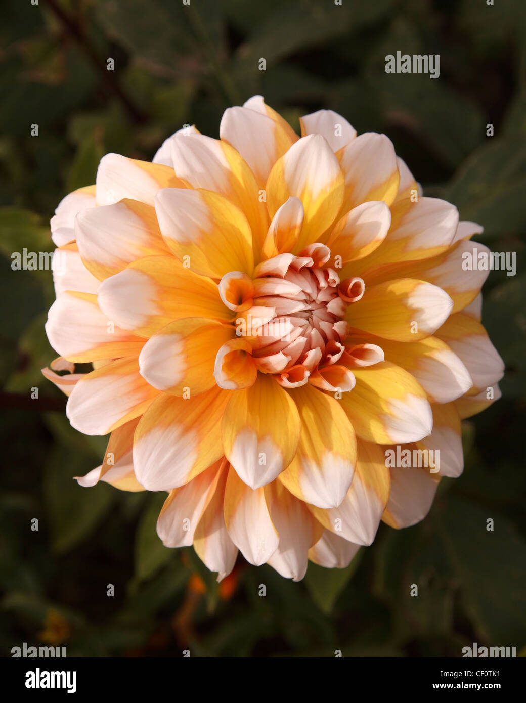 Beautiful pale yellow and white Dahlia globe flower head, Lincolnshire, UK Stock Photo