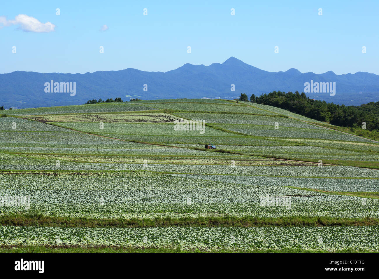 Mountain and cabbage field in japan Stock Photo Alamy
