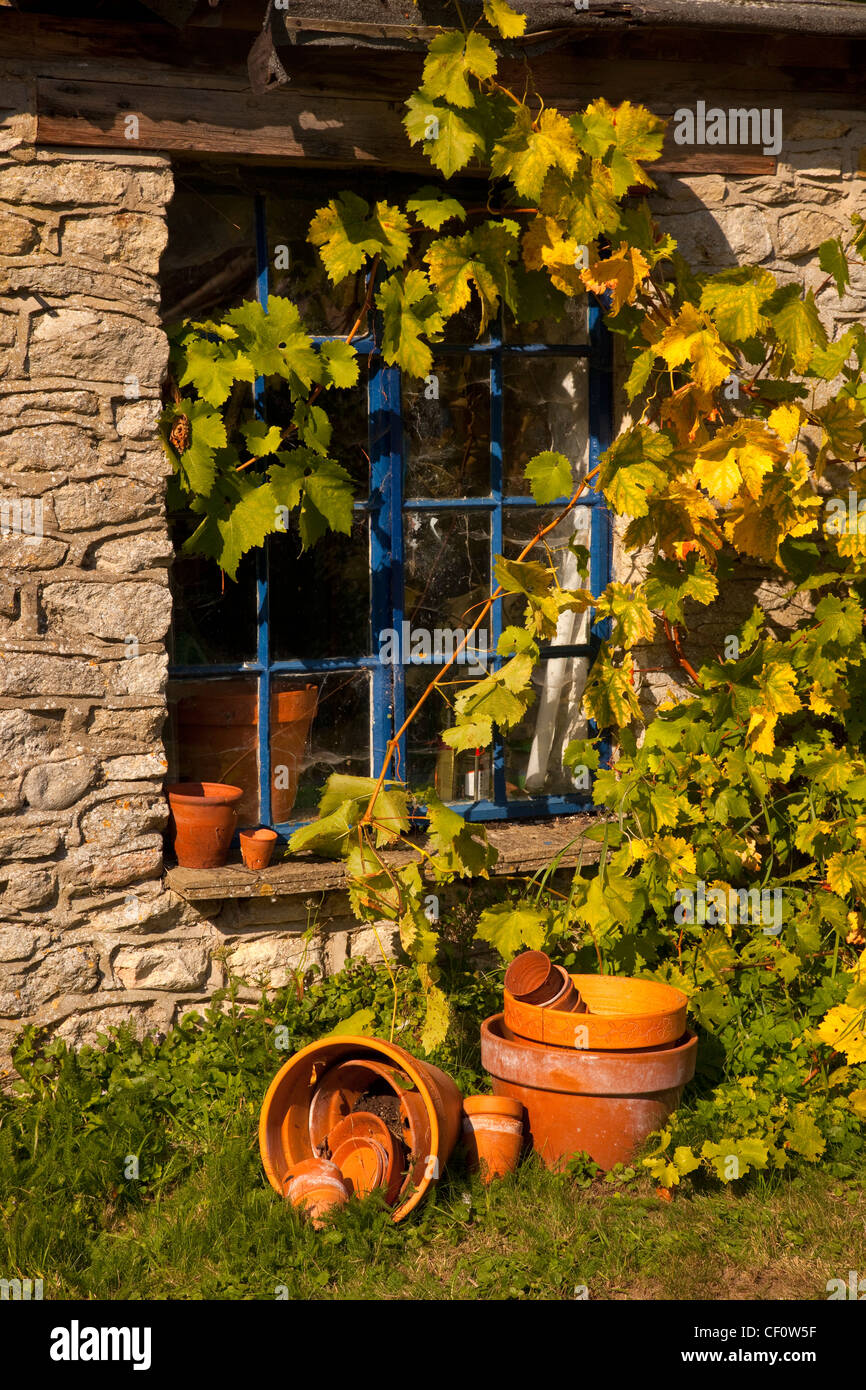Grape vine growing over old wooden window of stone cottage in english garden with scattered terracotta pots. Stock Photo