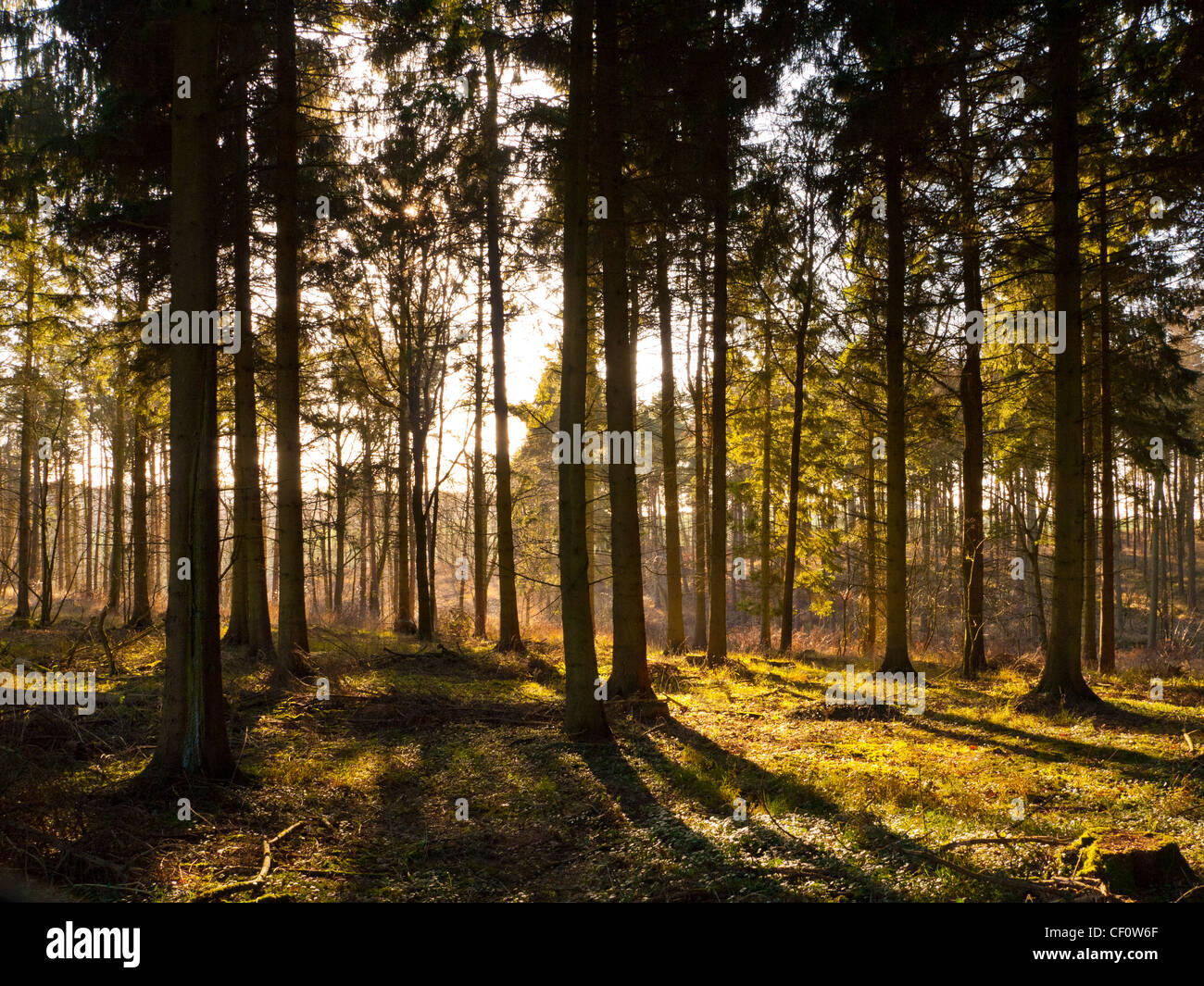 Glade in forest with late afternoon beams of sunlight bursting through the trees Stock Photo