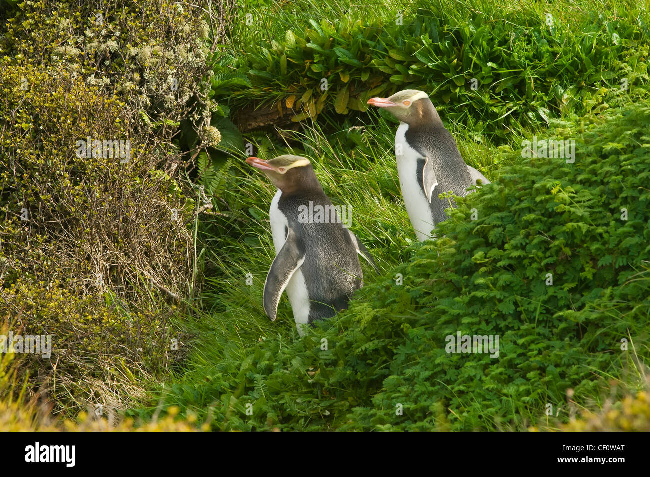 Yellow-eyed Penguins (Megadyptes antipodes), Enderby Island in the Auckland Islands, New Zealand Subantarctic Islands Stock Photo