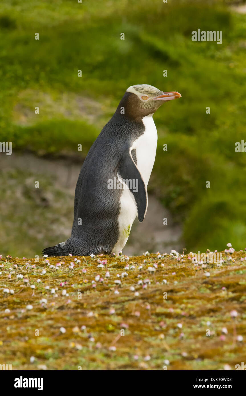 Yellow-eyed Penguin (Megadyptes antipodes), Enderby Island in the Auckland Islands, New Zealand Subantarctic Islands Stock Photo
