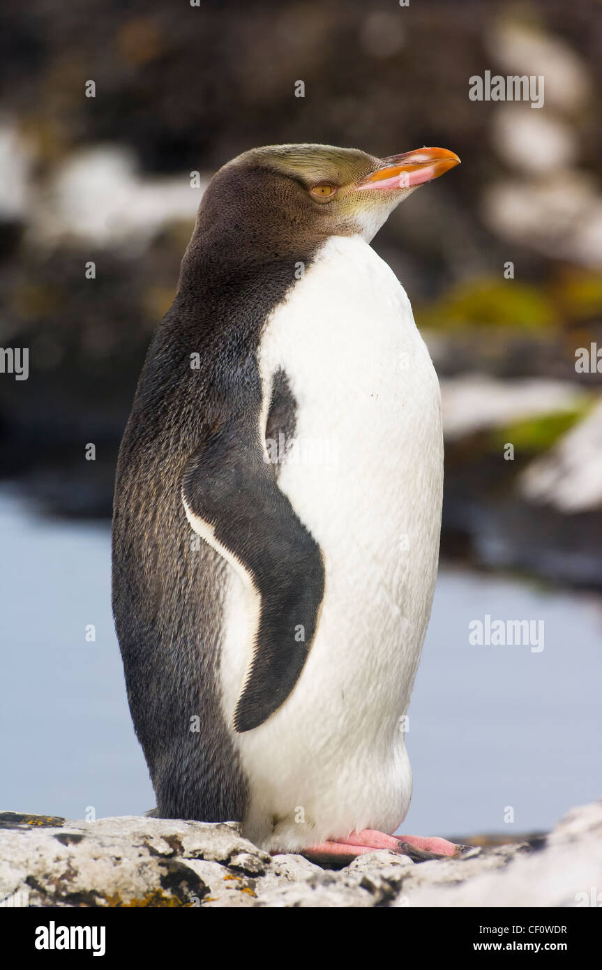 Yellow-eyed Penguin (Megadyptes antipodes), Enderby Island in the Auckland Islands, New Zealand Subantarctic Islands Stock Photo