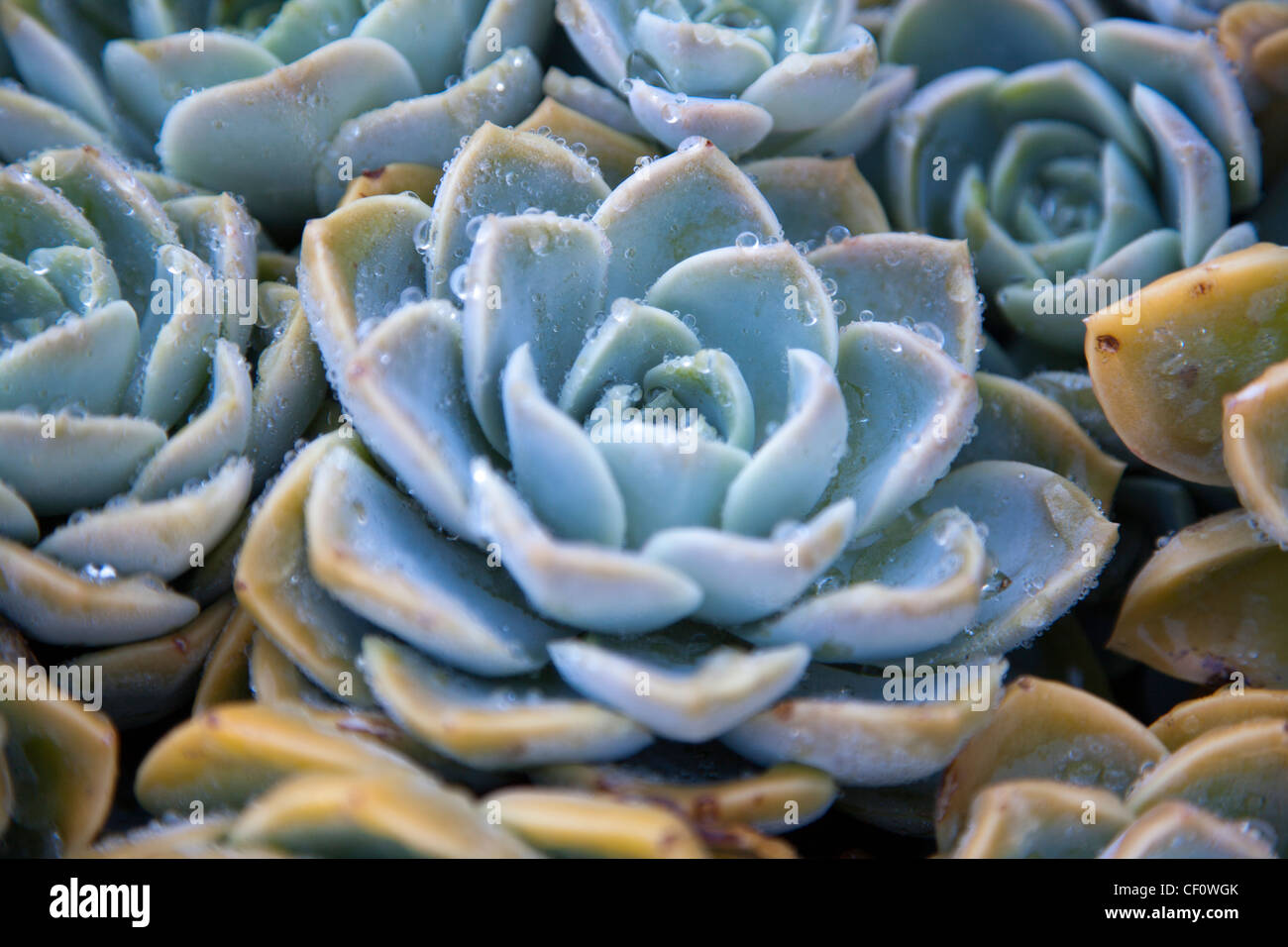 Echeveria growing in South Africa Stock Photo