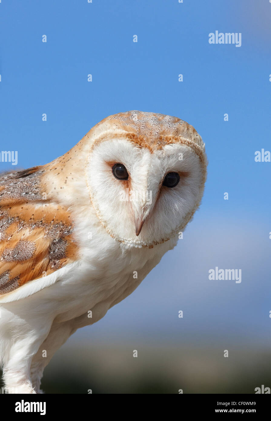 Barn Owl, Tyto Alba UK Stock Photo