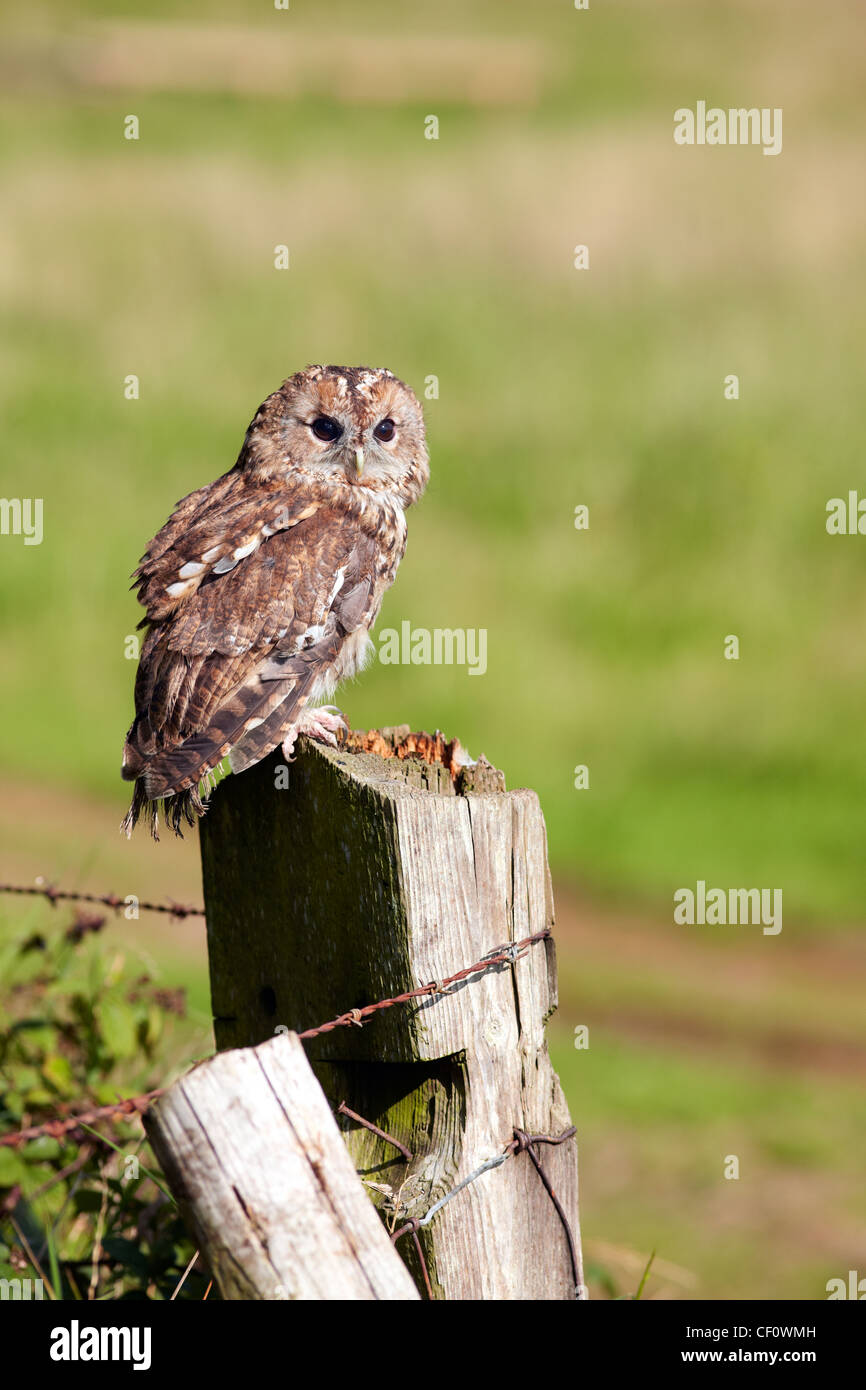 Tawny Owl, Strix aluco on fence post UK countryside Stock Photo