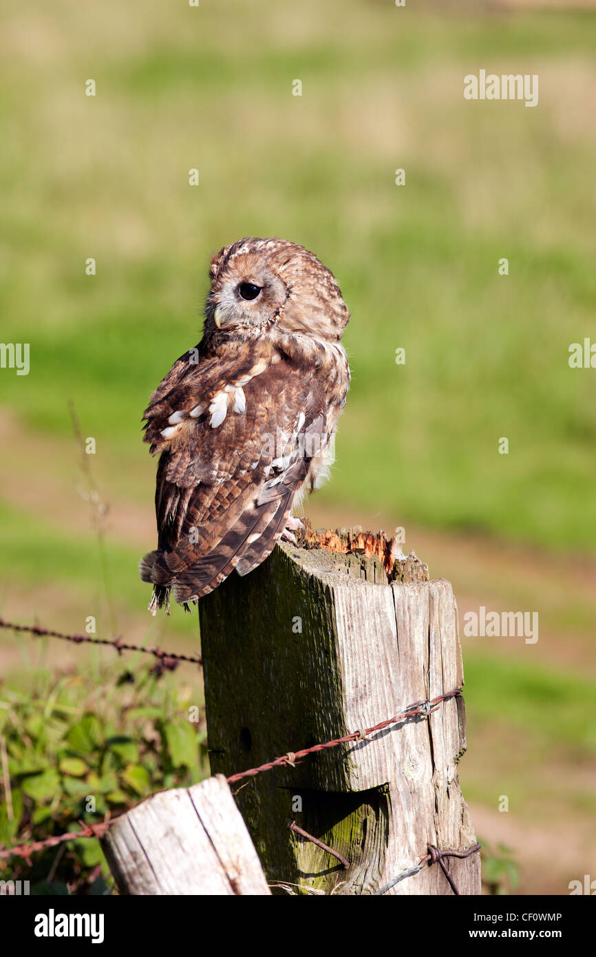 Tawny Owl, Strix aluco on fence post UK countryside Stock Photo