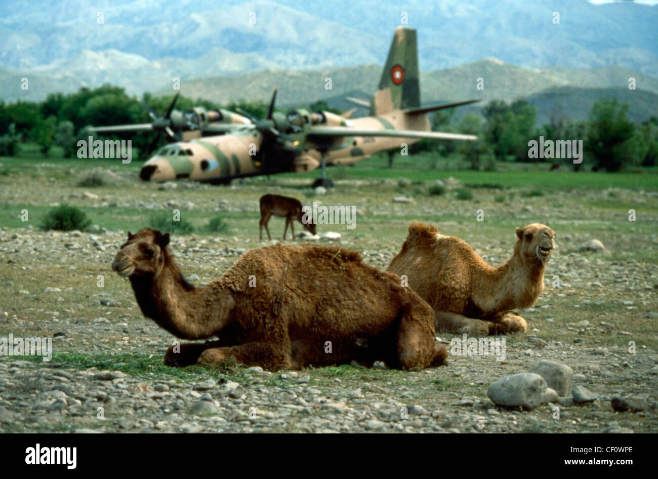 Camel and shot down planes Stock Photo - Alamy