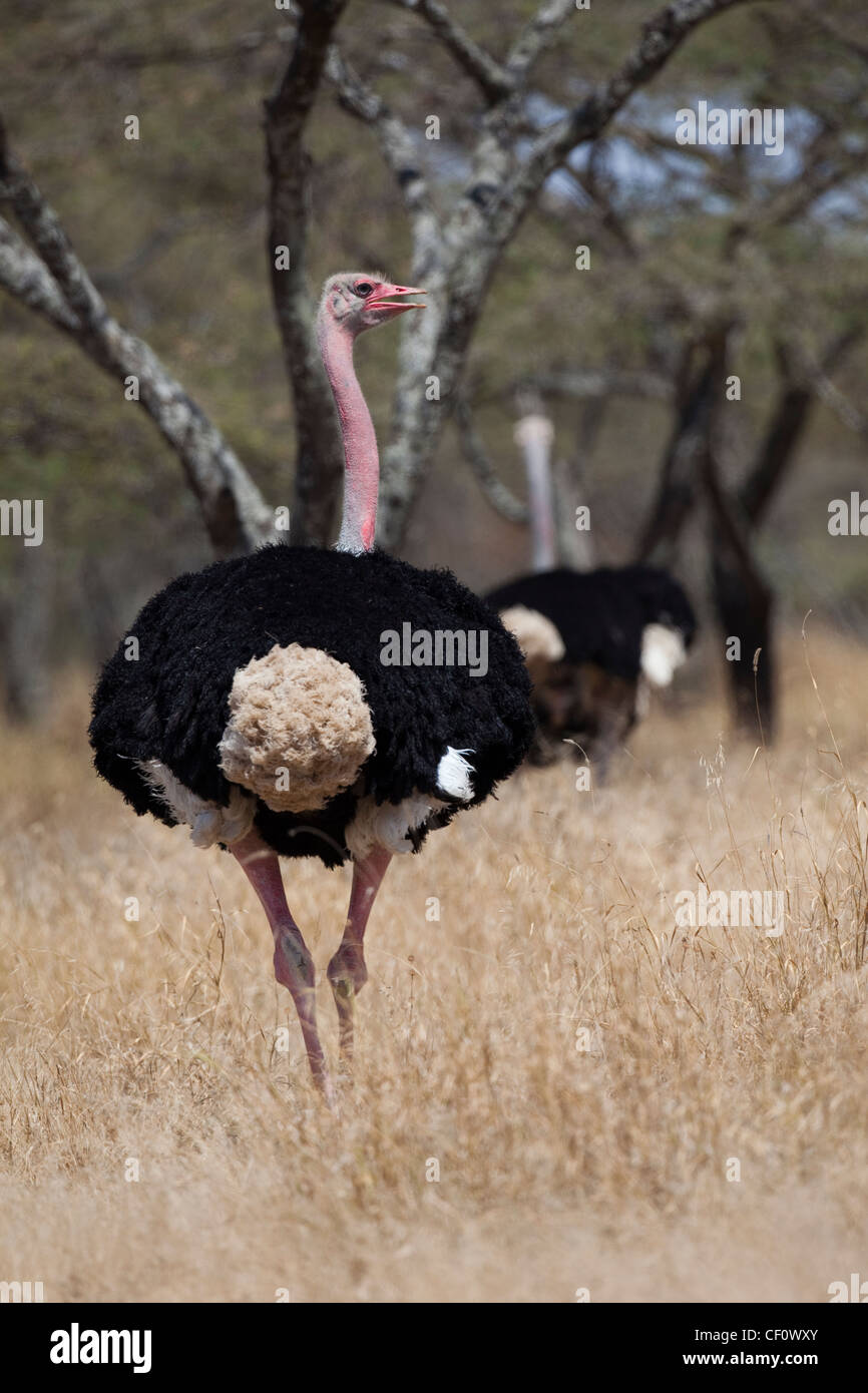Ostrich (Struthio camelus). Turning head around to look behind. Ethiopia. Largest sub-species. Stock Photo