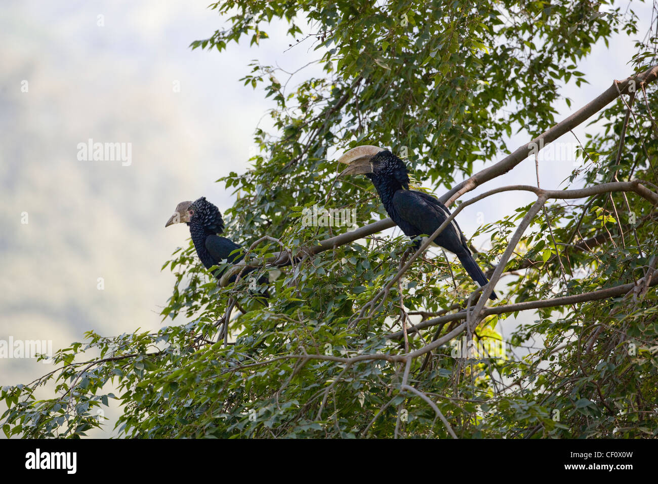 Silvery-cheeked Hornbills (Bycanistes brevis). Pair, female left, in a Fig Tree         (Ficus sp. ). Ethiopia. Stock Photo