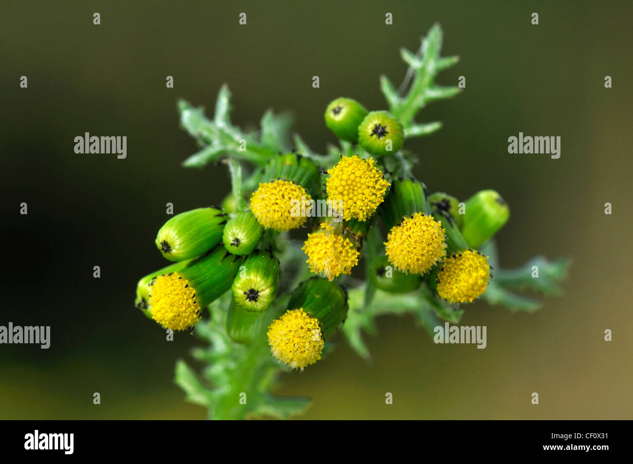 Groundsel - an annual weed or wild flower UK Stock Photo