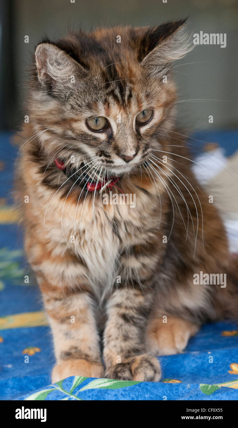 Young Tabby kitten Stock Photo - Alamy