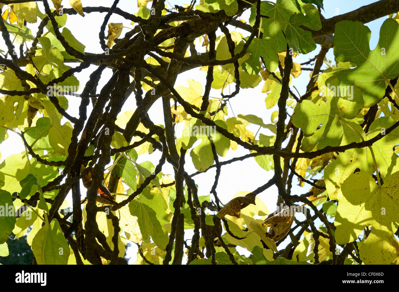 Fig leaves hires stock photography and images Alamy