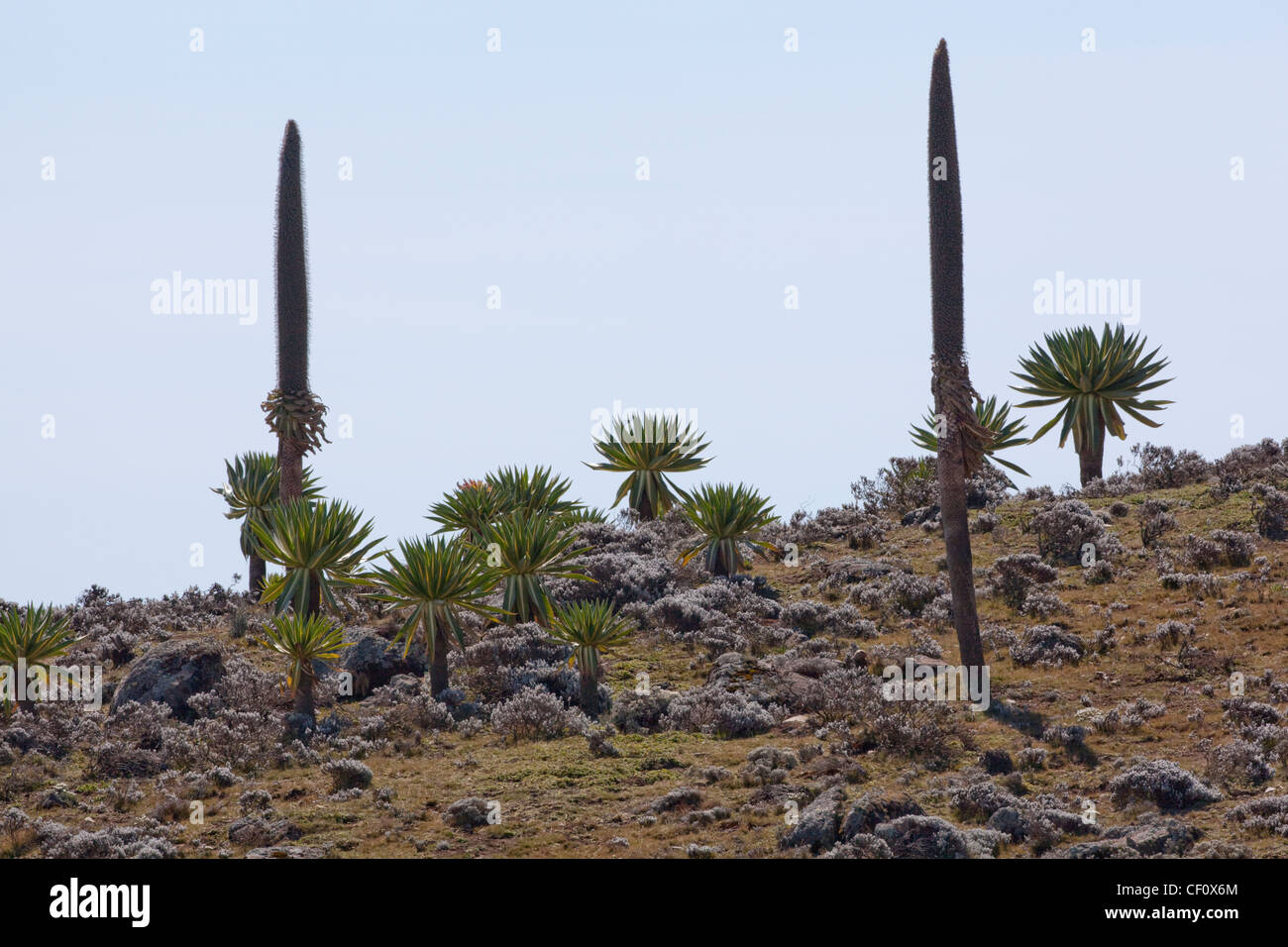 Giant Lobelia (Lobelia rhynchopetalum). Bale Mountains. Ethiopia. Endemic. Stock Photo
