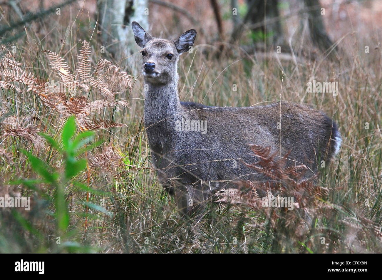 Deer Arne High Resolution Stock Photography and Images - Alamy