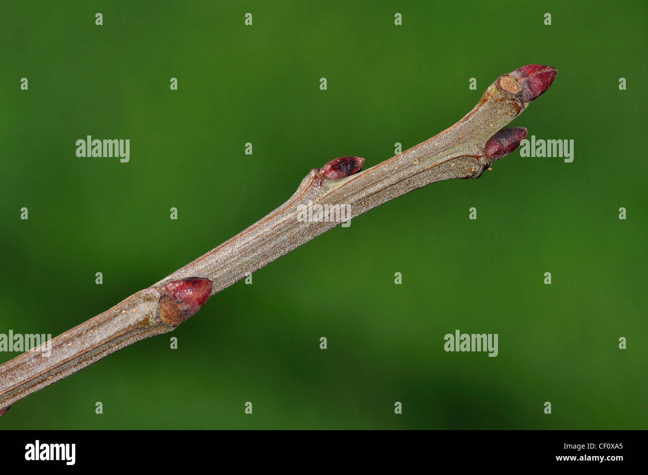 Sweet chestnut twig showing buds in winter. Dorset, UK January 2012 Stock Photo