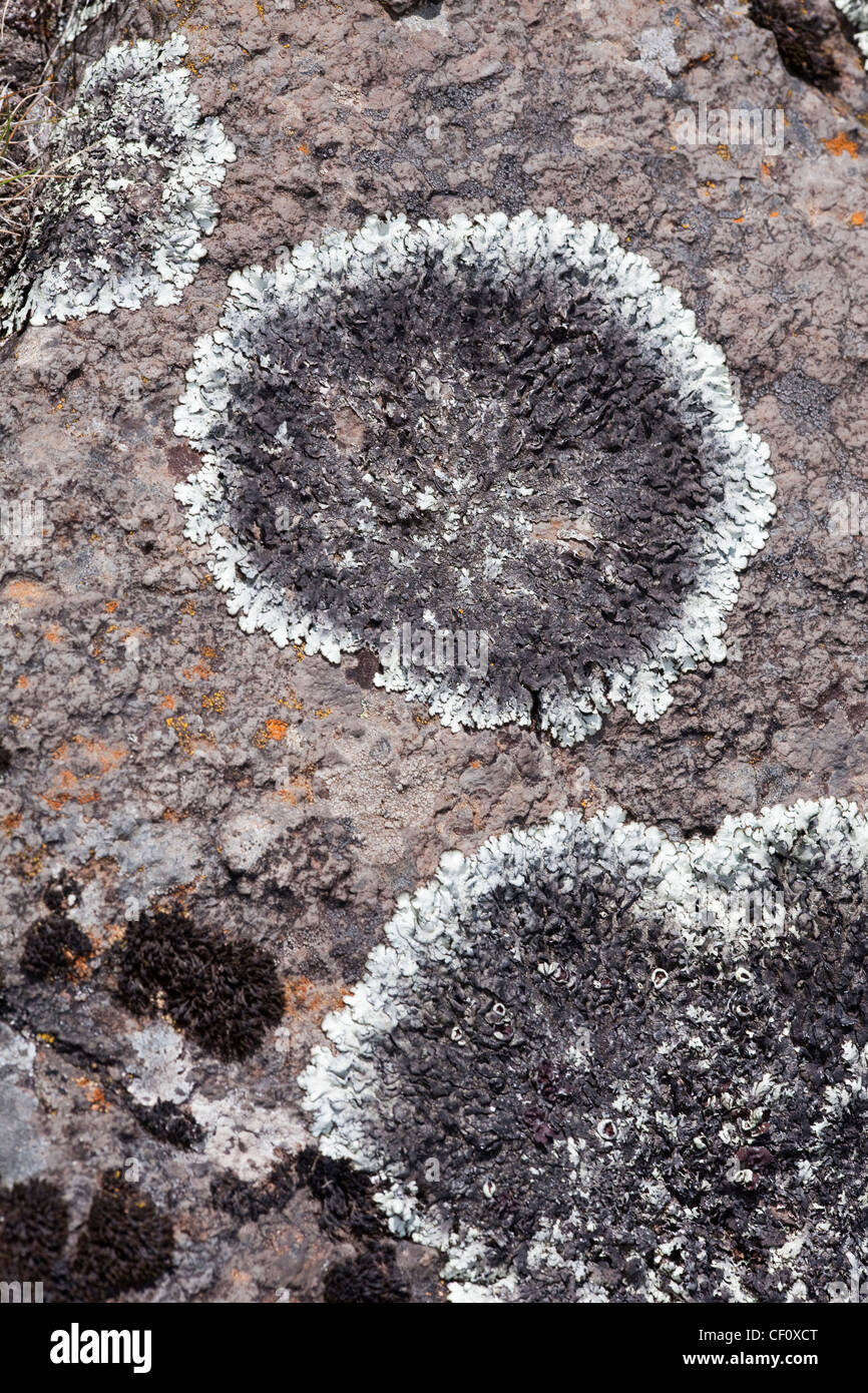 Lichen Species on a boulder. Bale Mountains. Ethiopia. Thee to four thousand metres a.s.l. Stock Photo