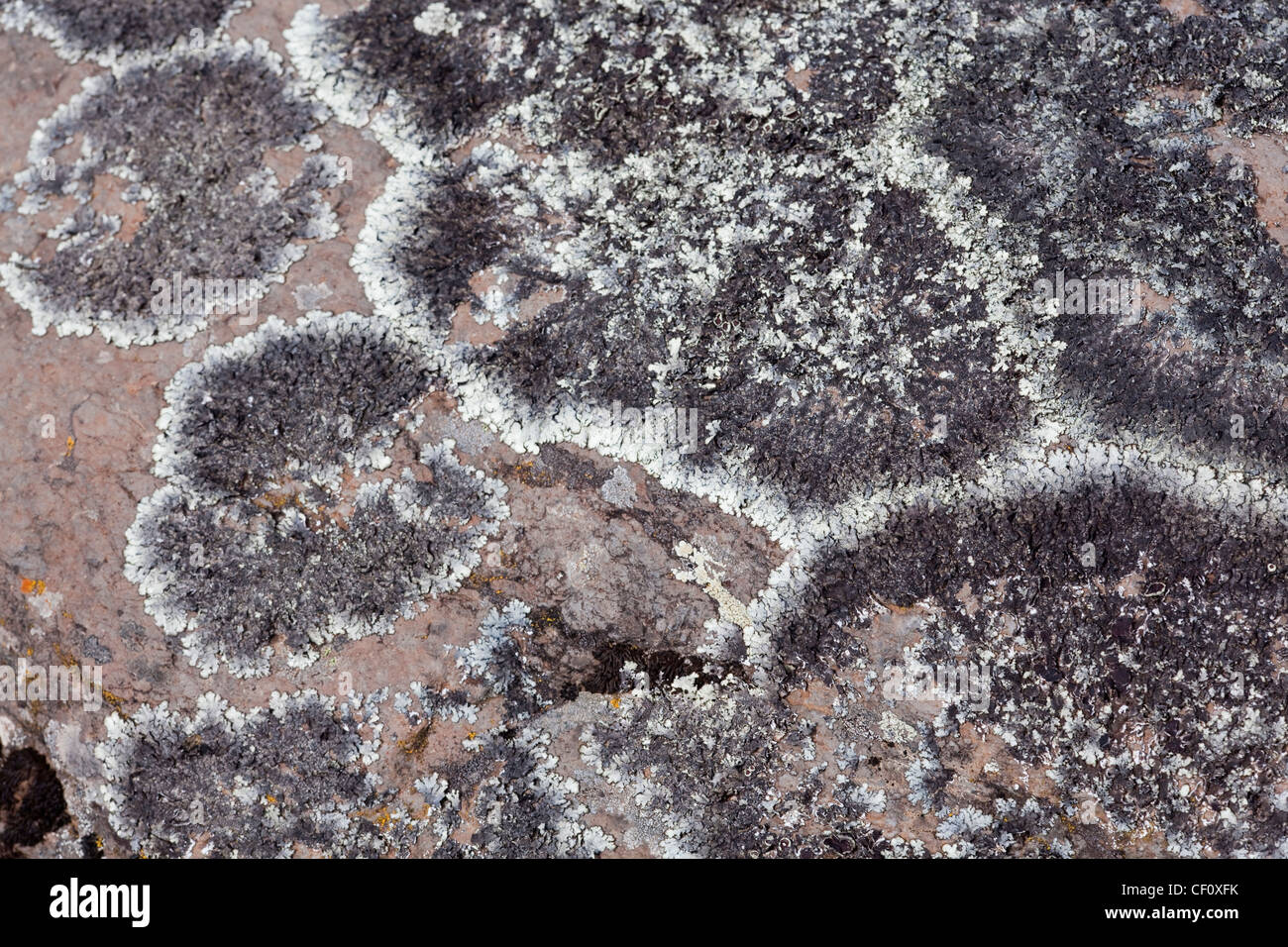 Lichen Species on a rock boulder. Bale Mountains. Thee to four thousand metres a.s.l. Ethiopia. Stock Photo