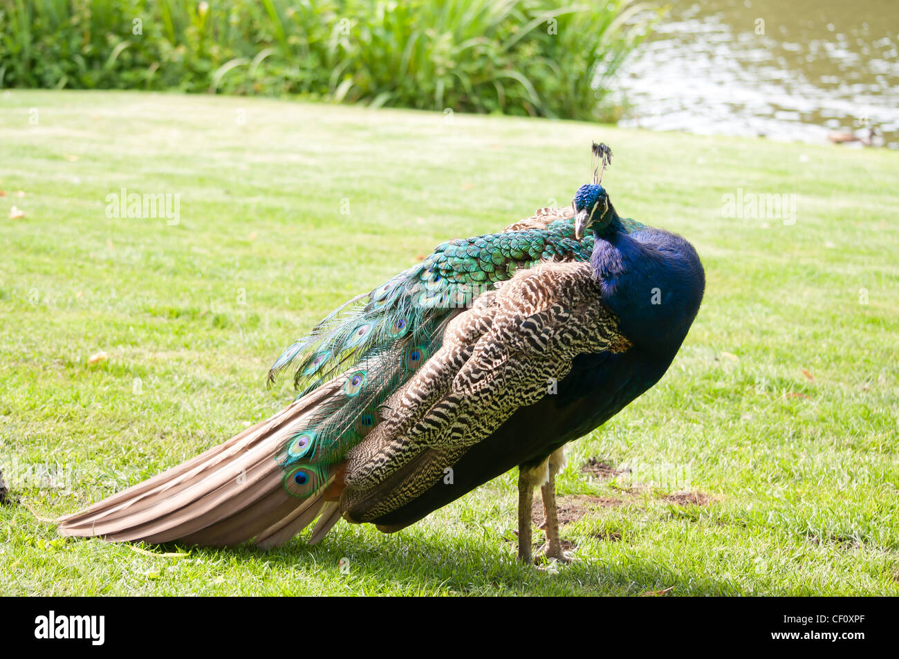 male colorful peacock in the park on green grass Stock Photo - Alamy