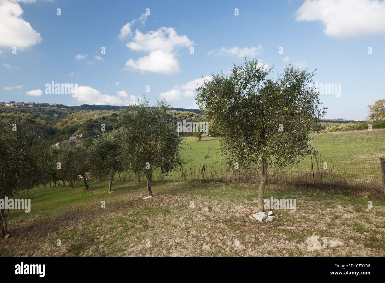 Cessaniti Agricultural Landscape, Calabria Stock Photo