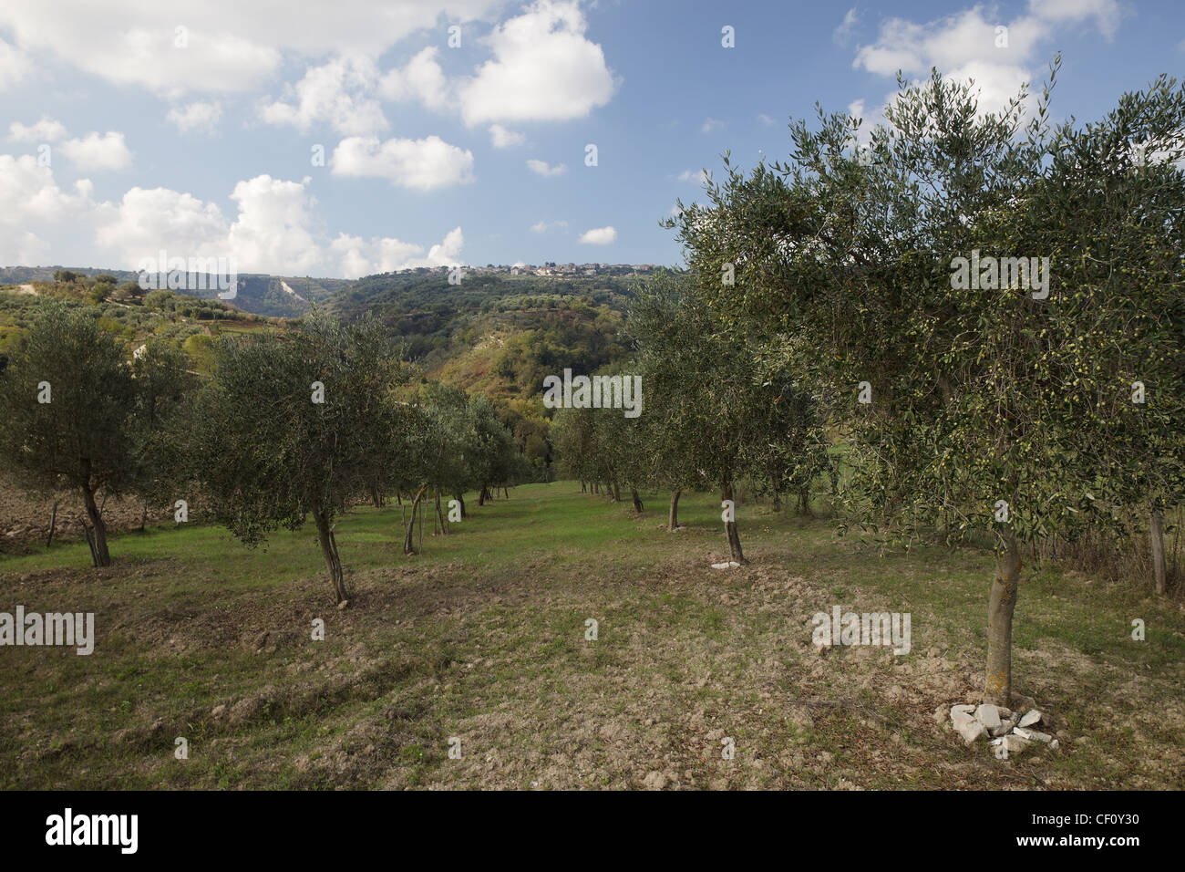 Oliveto of the Calabrian hills Stock Photo