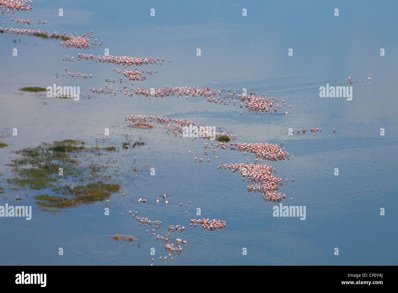 Africa, Kenya, Lake Nakuru National Park, Greater and lesser Flamingo flocks in Lake Nakuru Stock Photo