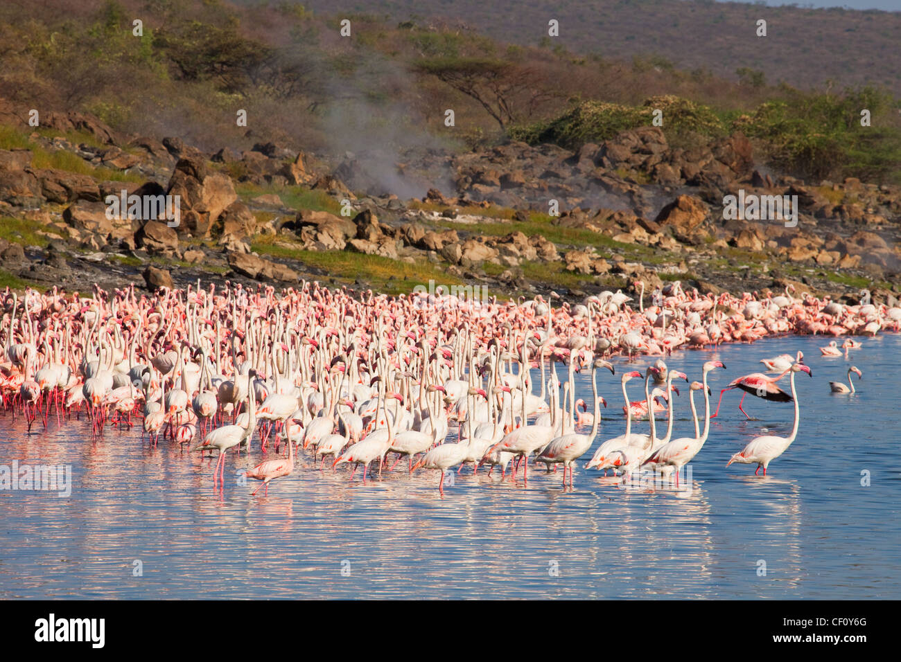 Africa, Kenya, Lake Bogoria nature reserve, Greater and lesser Flamingo flocks in Lake Begoria, Soda lake with spouting geysers Stock Photo