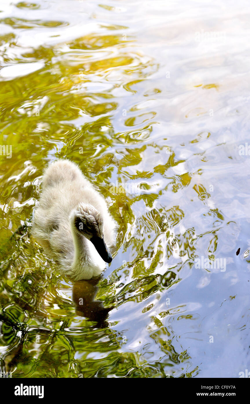 Signet portrait hi-res stock photography and images - Alamy