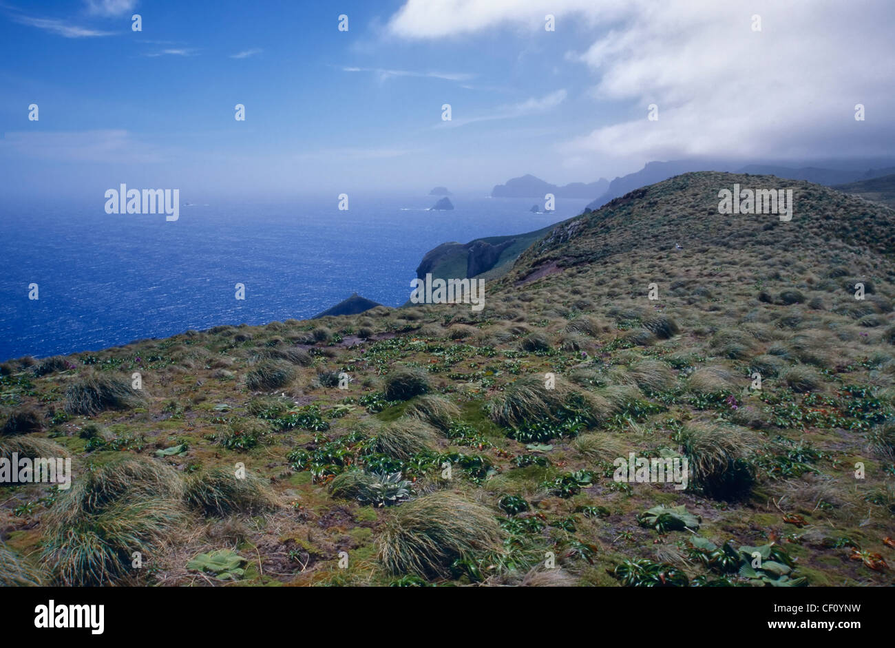 Campbell Island, Panorama on the West Coast, New Zealand Subantarctic Islands Stock Photo