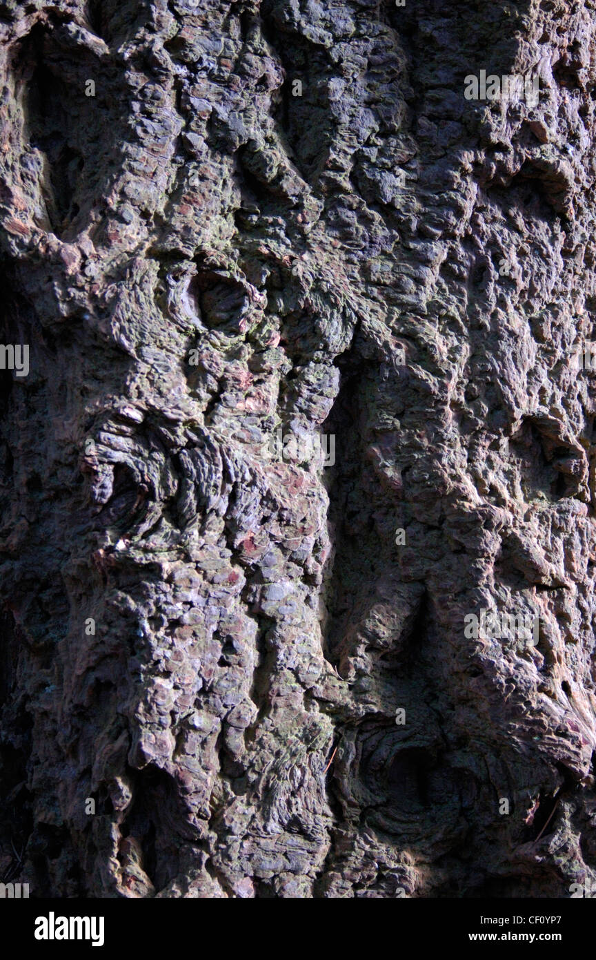 Tree bark texture, looking rather like an aerial picture of a rugged landscape Stock Photo