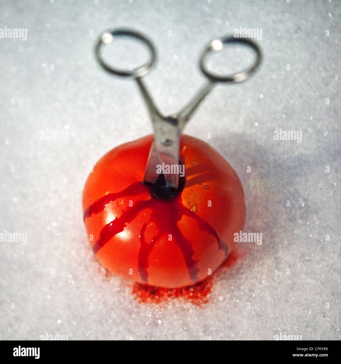 Scissor stuck in a bloody tomato in the snow Stock Photo Alamy