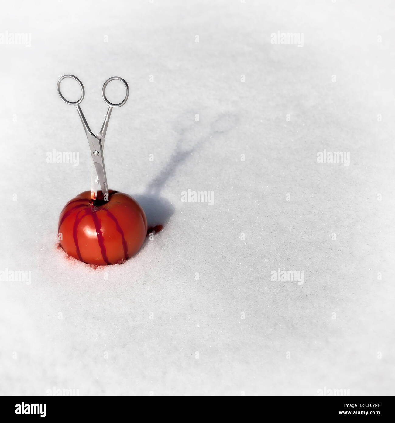 Scissor stuck in a bloody tomato in the snow Stock Photo Alamy