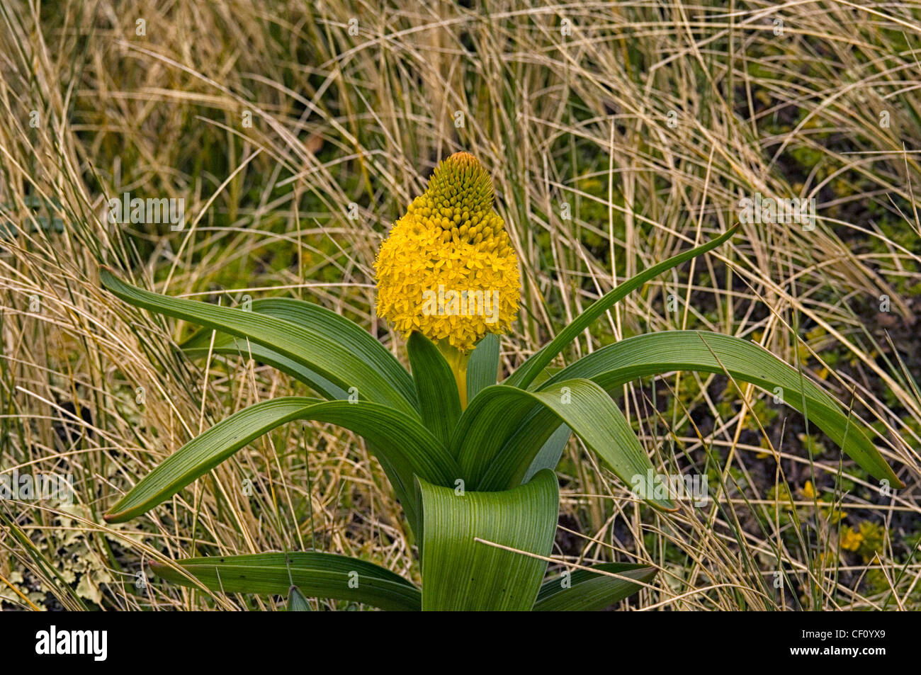 Bulbinella Rossii or Ross Lily Stock Photo