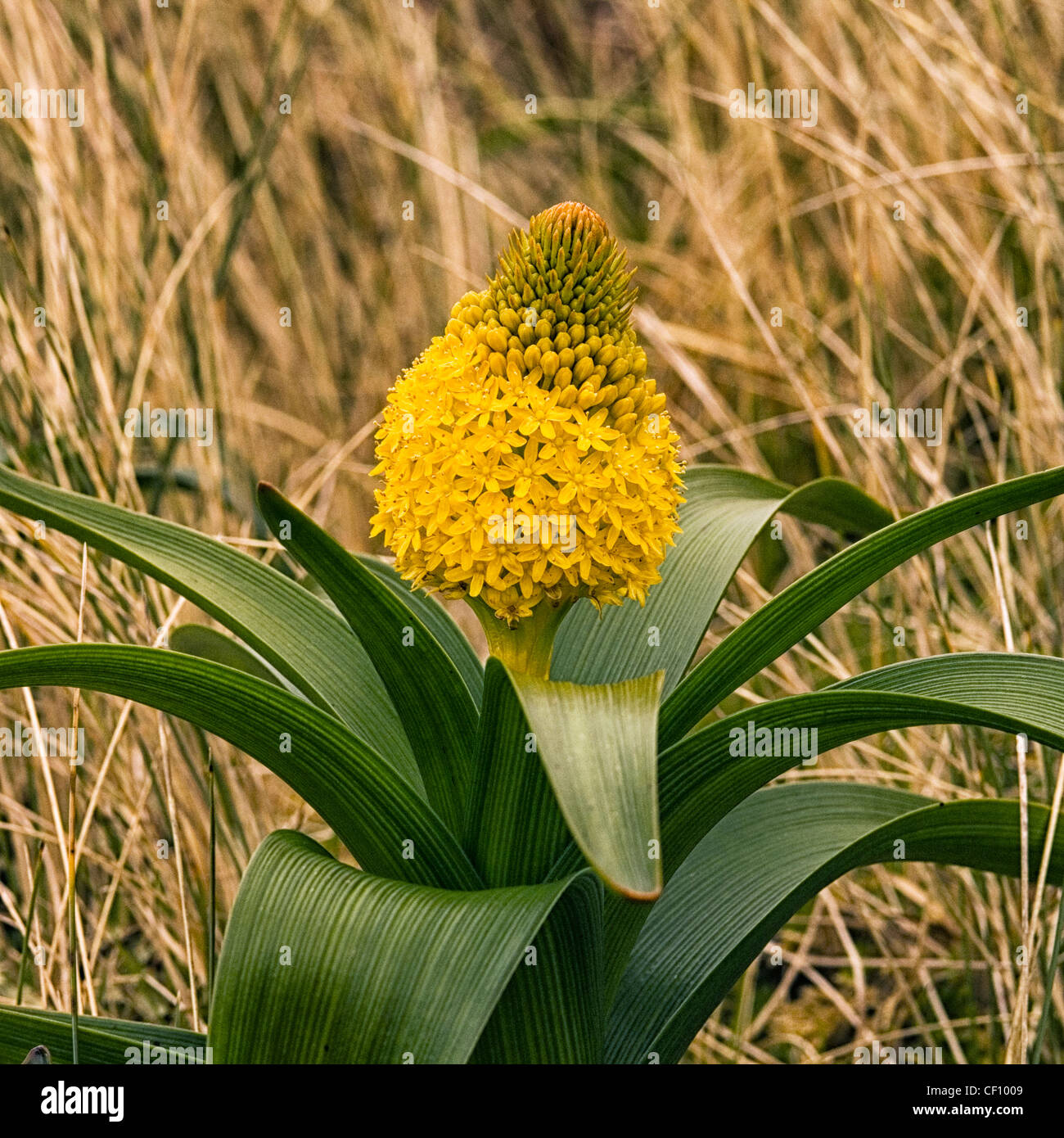 Bulbinella Rossii or Ross Lily Stock Photo