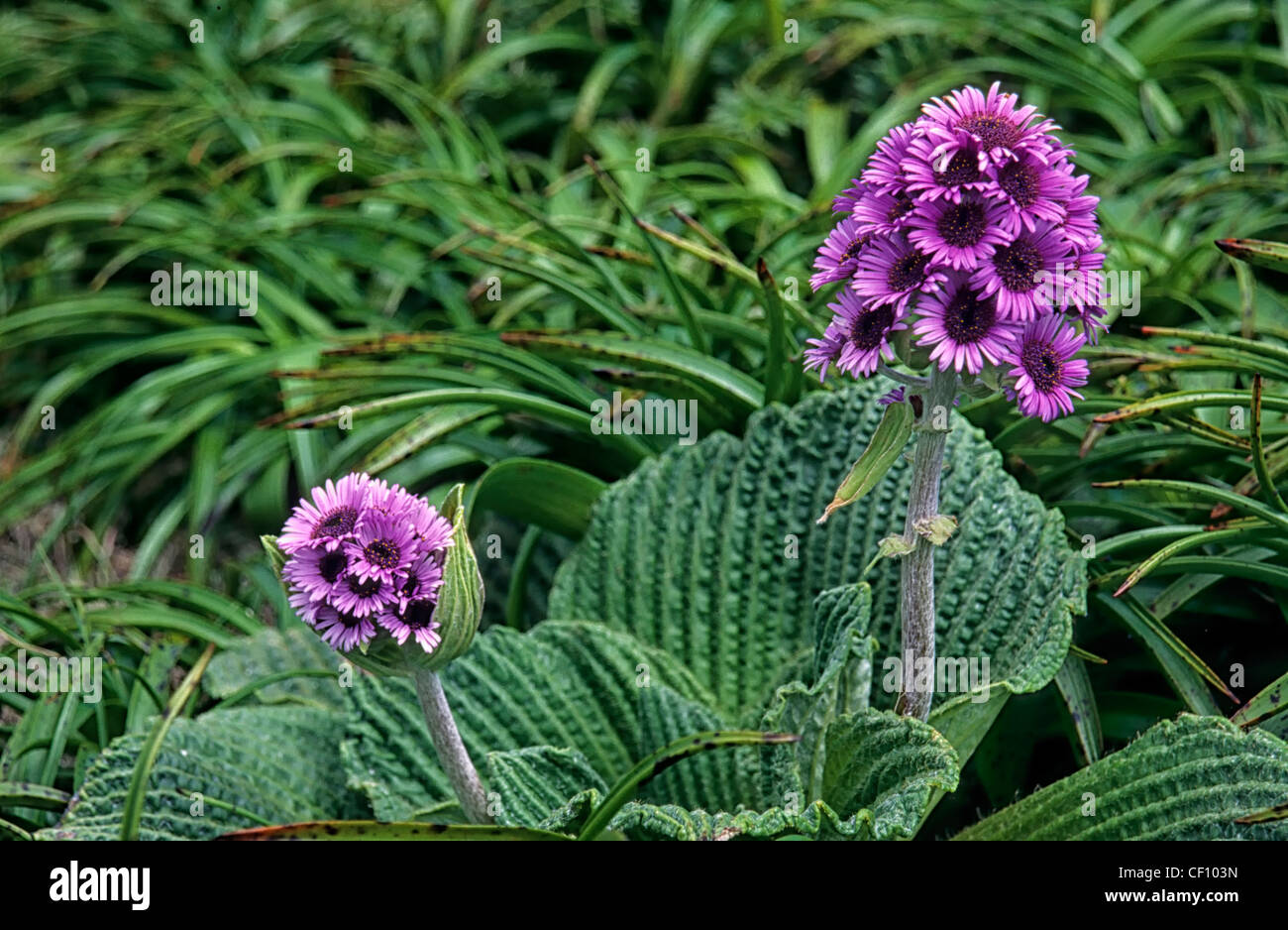 Pleurophyllum speciosum or Campbell Island Daisy Stock Photo