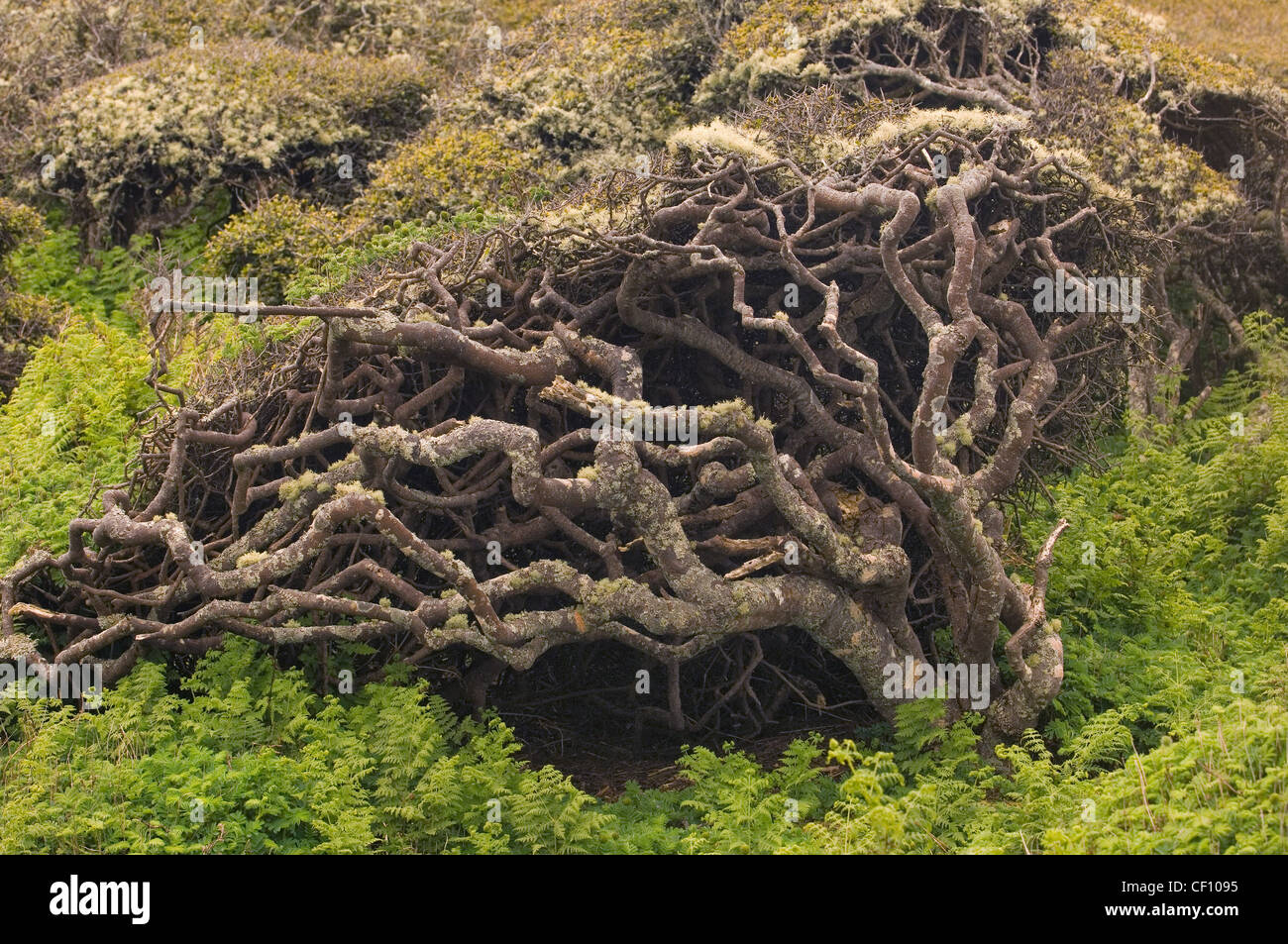 Rata Forest, Auckland Island Nature Reserve, Enderby Island in the Auckland Islands, New Zealand Subantarctic Islands Stock Photo