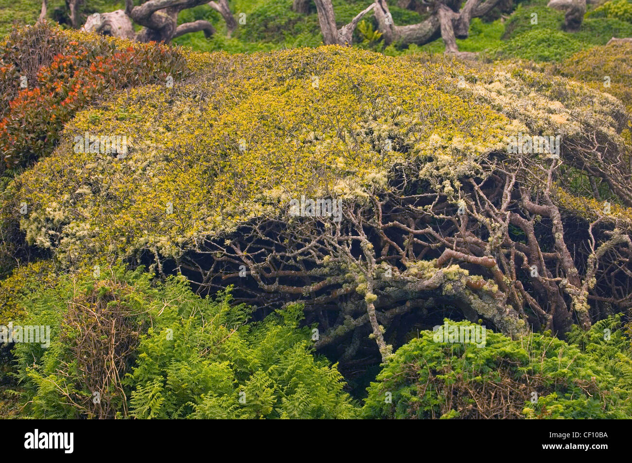 Sprede skab til eksil Rata Forest, Auckland Island Nature Reserve, Enderby Island in the Auckland  Islands, New Zealand Subantarctic Islands Stock Photo - Alamy