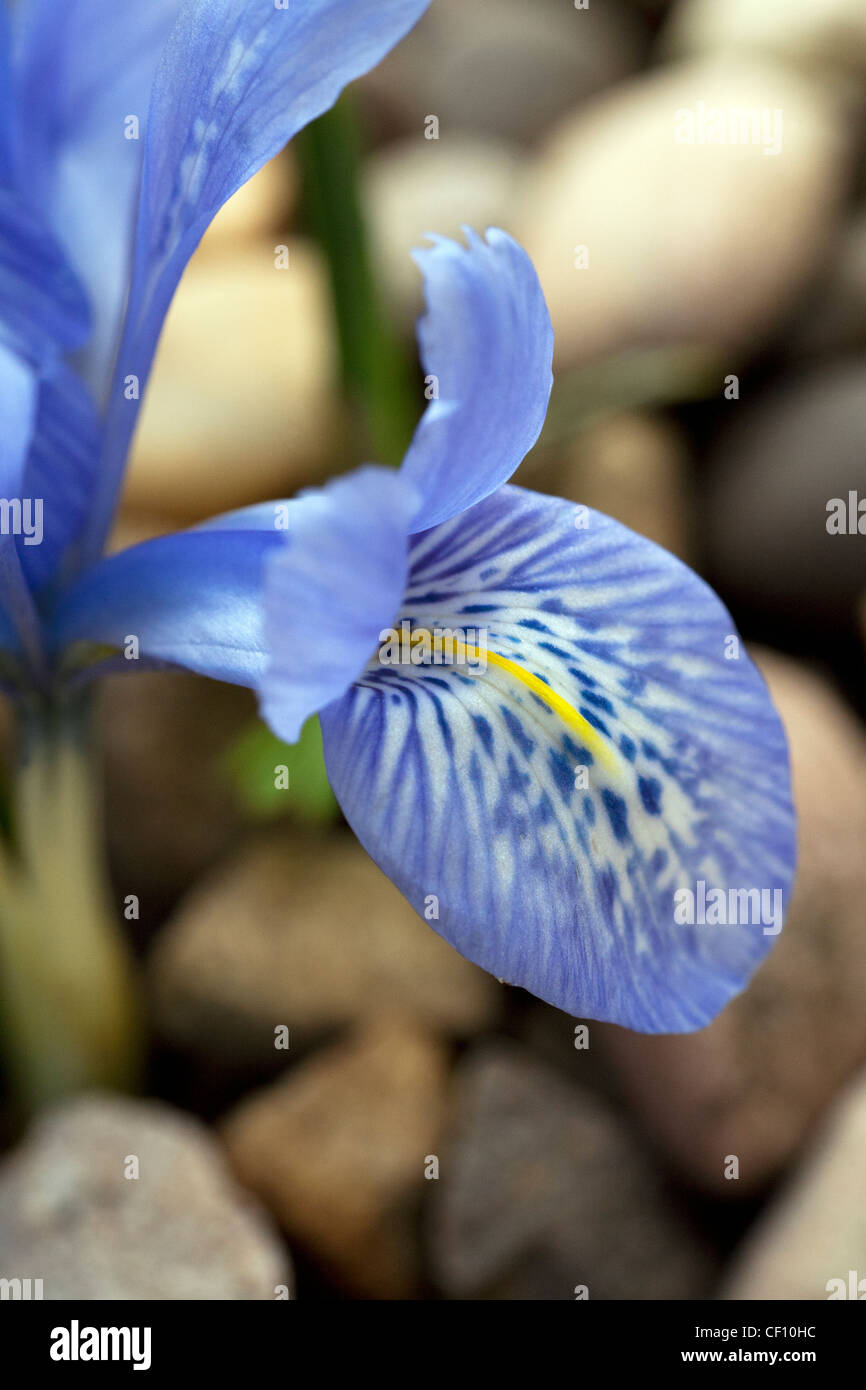 Beautiful, miniature Iris, Katherine Hodgkin. Perfect, brilliant blue petals show intricate detail almost like an animal print. Stock Photo