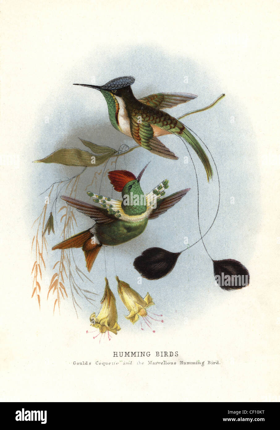 Dot-eared coquette, Lophornis gouldii, and marvellous spatuletail, Loddigesia mirabilis. Stock Photo