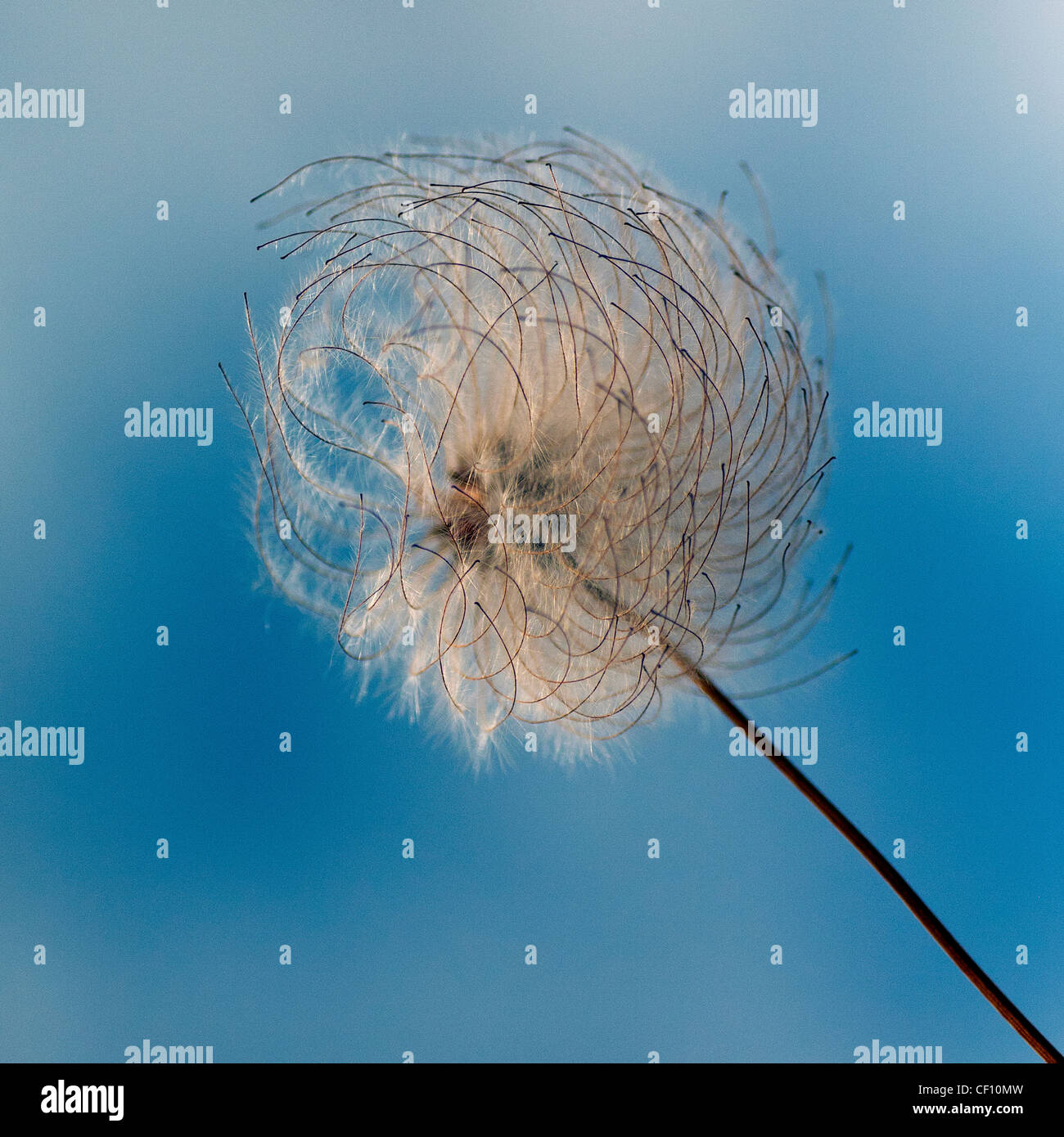 Macro photograph of the seed head of a clematis, often called Old Man's Beard because of the fine silky hairs. Stock Photo