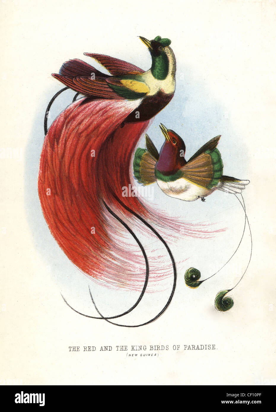 Red bird-of-paradise, Paradisaea rubra (near threatened), and king bird-of-paradise, Cicinnurus regius. Stock Photo