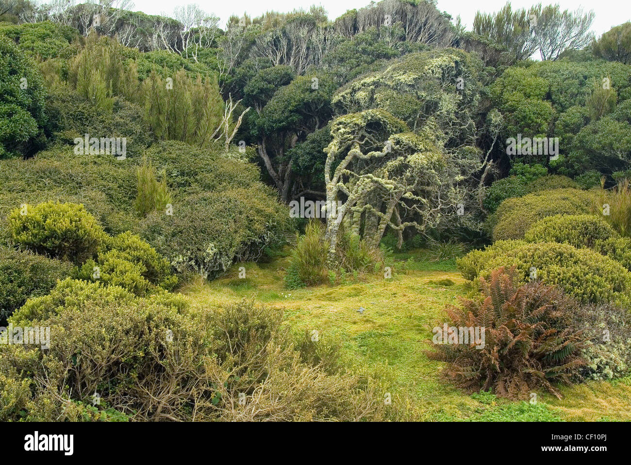 Rata Forest, Auckland Island Nature Reserve, Enderby Island in the Auckland Islands, New Zealand Subantarctic Islands Stock Photo