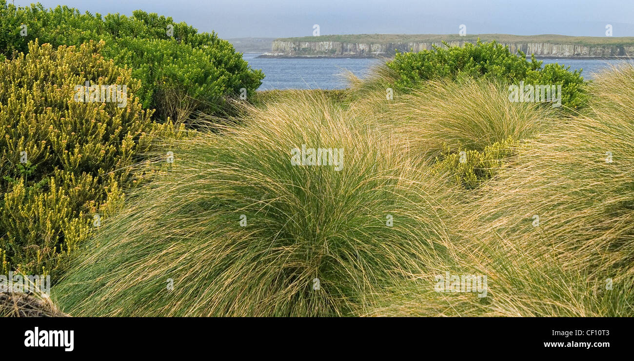 Tussock grass in the Auckland Islands Nature Reserve, Enderby Island, New Zealand Subantarctic Islands Stock Photo