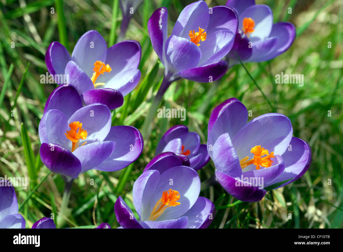 Bright purple crocus flowers with vivid orange stamens opening up in the spring sunshine. Happy faces. Stock Photo