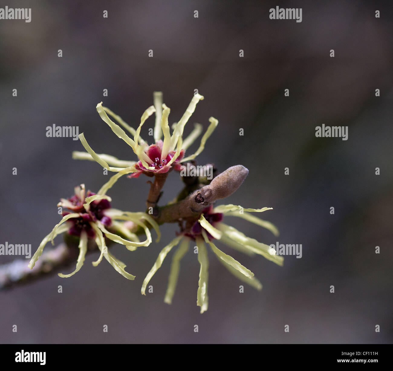 Macro photography of the flowering shoots of a Witch Hazel shrub, showing  the blossom like small, spider yellow streamers Stock Photo