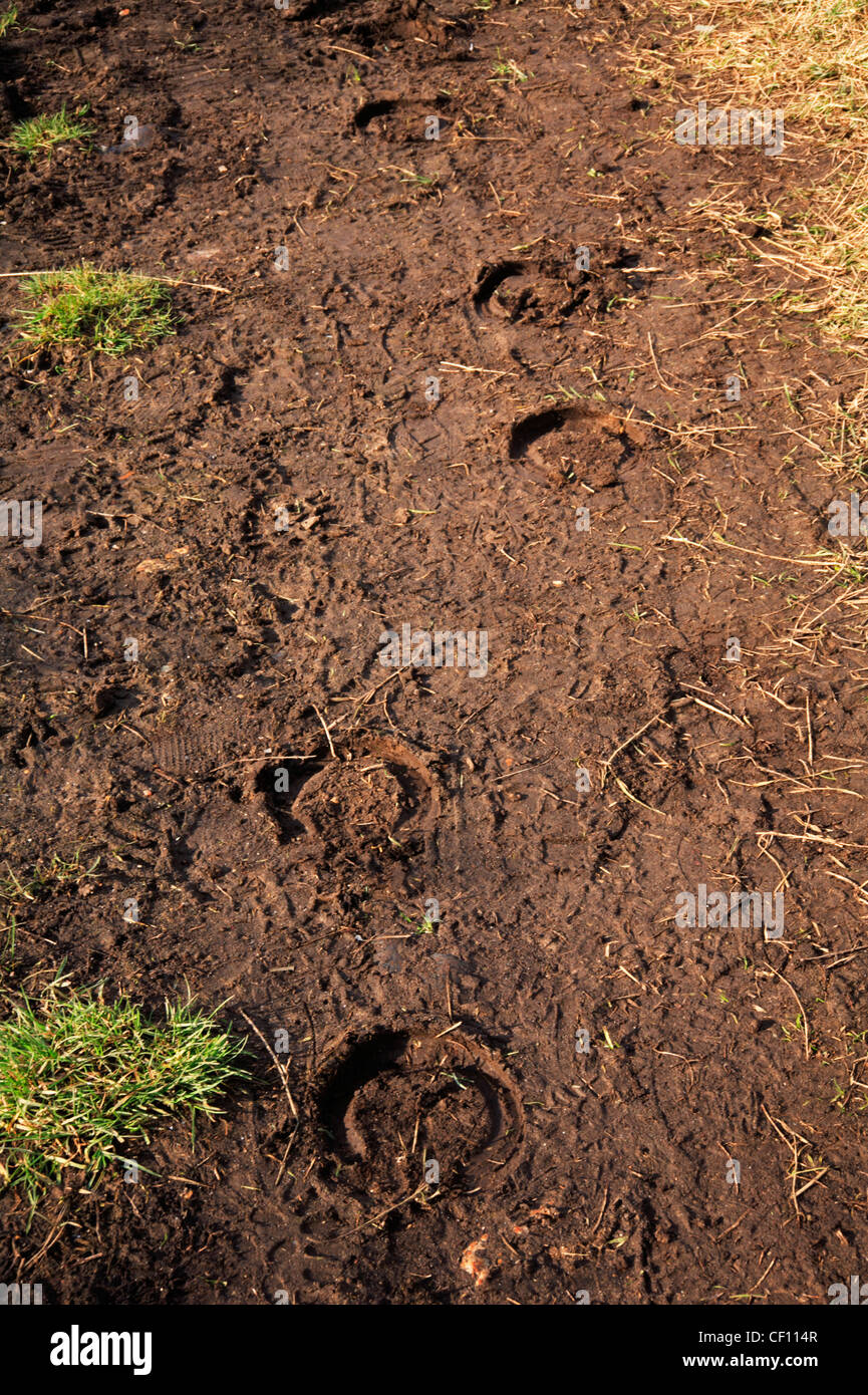 Horse Tracks High Resolution Stock Photography and Images Alamy
