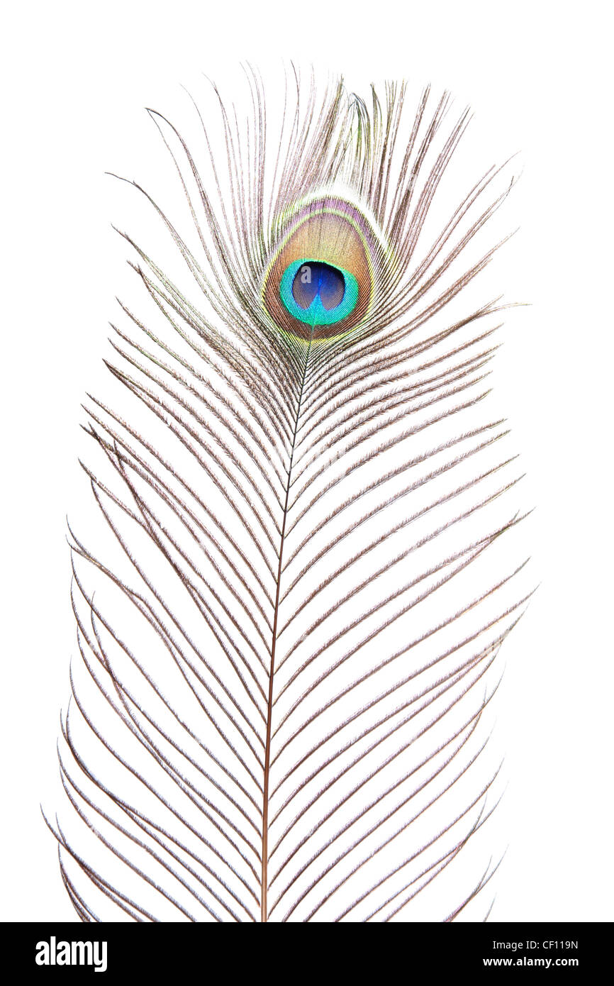 peacock feather Stock Photo