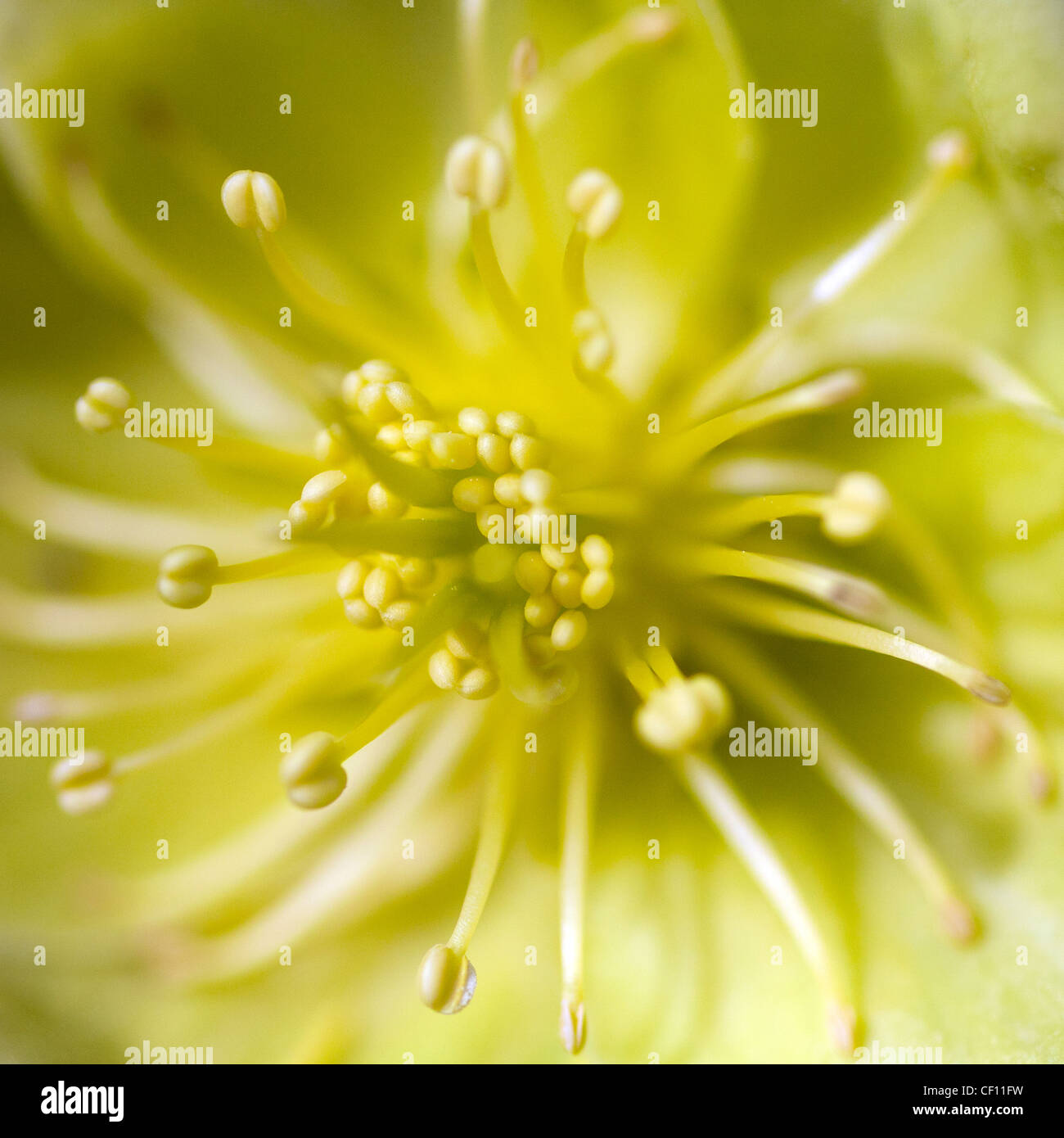 Macro photograph of the inside and stamens of a lime colored Christmas Rose, which give an abstract concept of movement Stock Photo