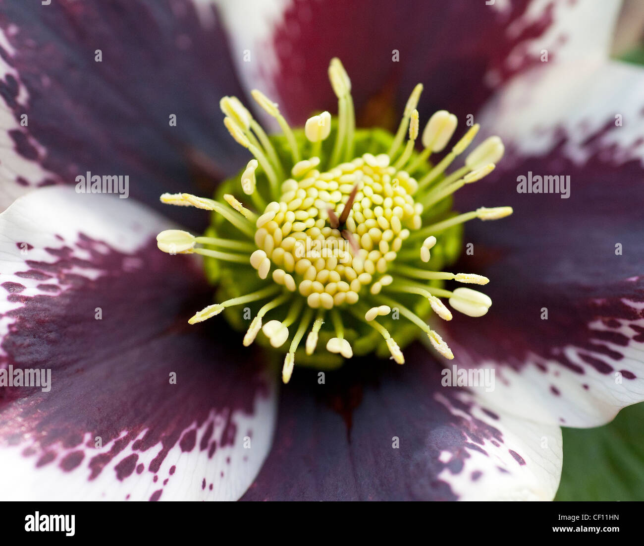 Macro photography of a Christmas Rose with strong purple patterns on the white petals, which stand out from the lime  seed head Stock Photo